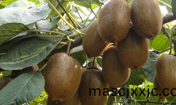 獼猴桃溫(wen)度要(yao)求(qiu)